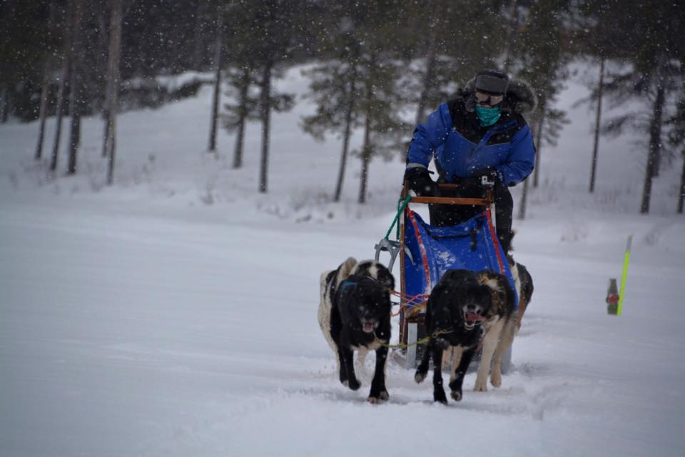 Husky Dog Challenge Danielle Ramsey